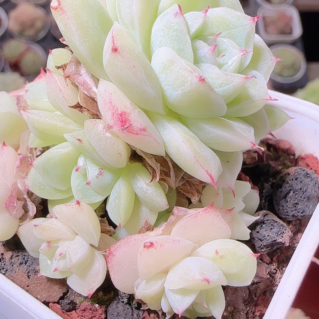 花语逸镜1124-108散