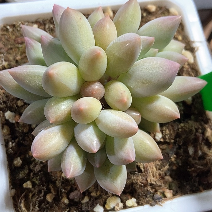 多肉植物984多肉