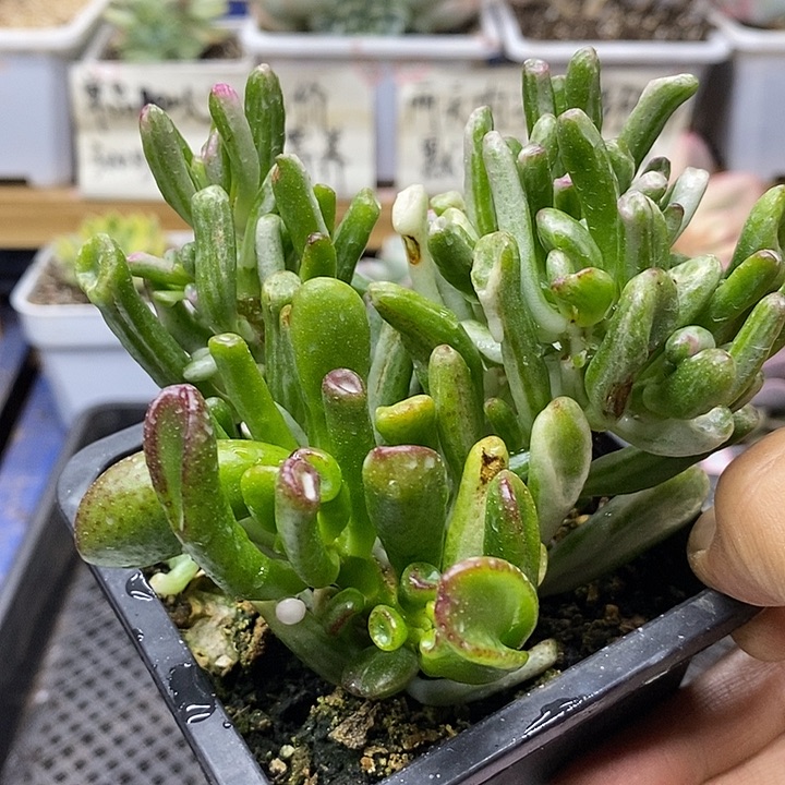 06164 吸财树锦自然群