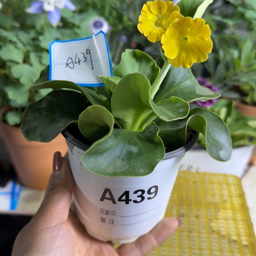 一物一拍  耳叶A439