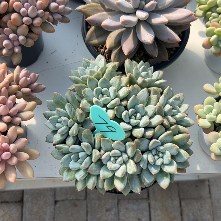 李****多肉植物一物一拍