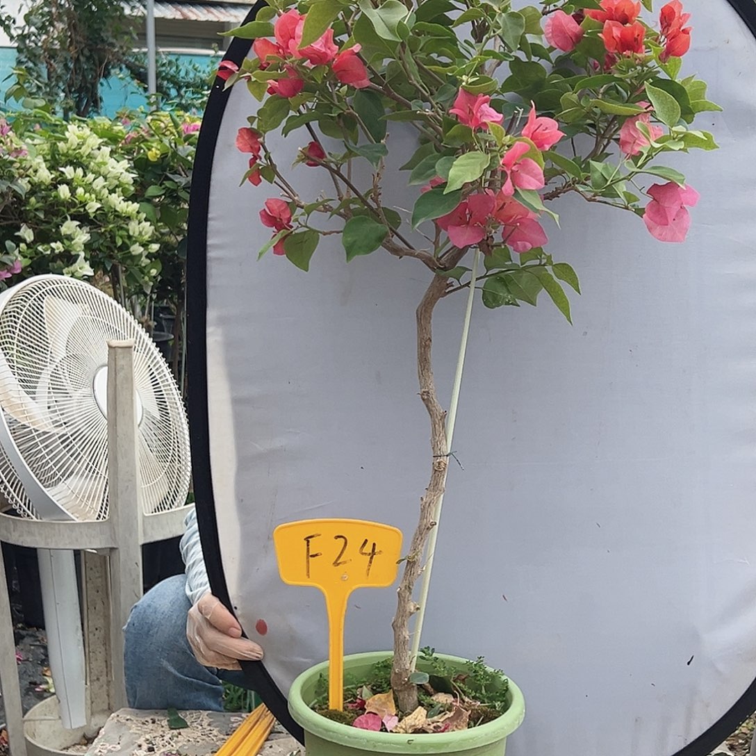 风***风大部分花苞少量开放F24不甜西瓜