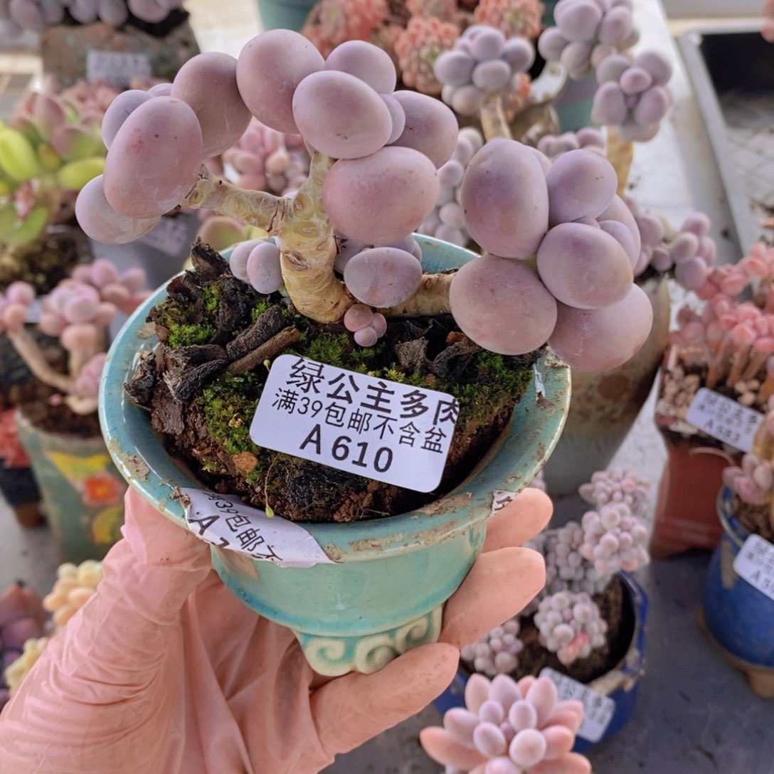 芭比奶洛6cm610多肉植物