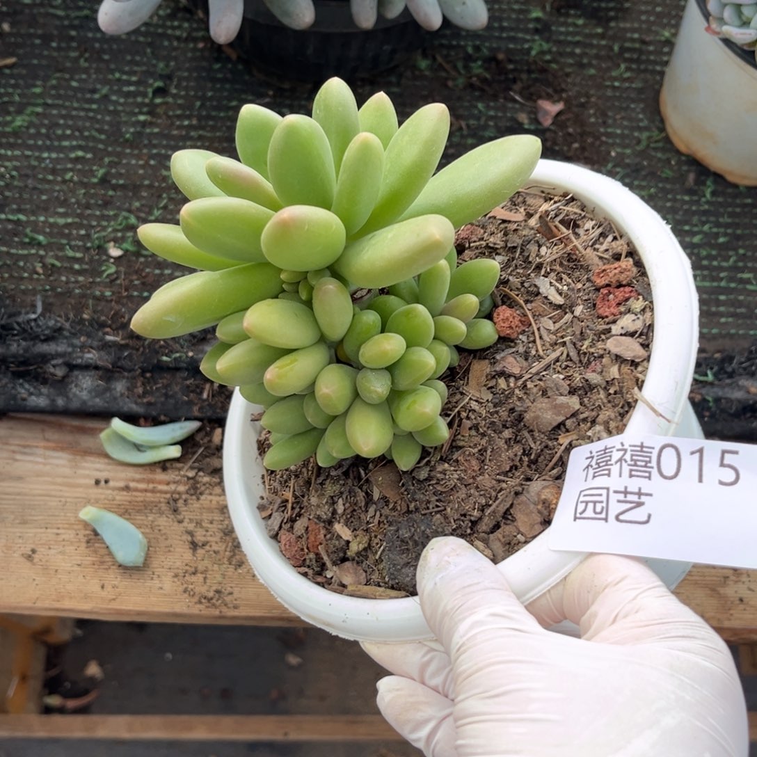 015芒果奶一圈仔……