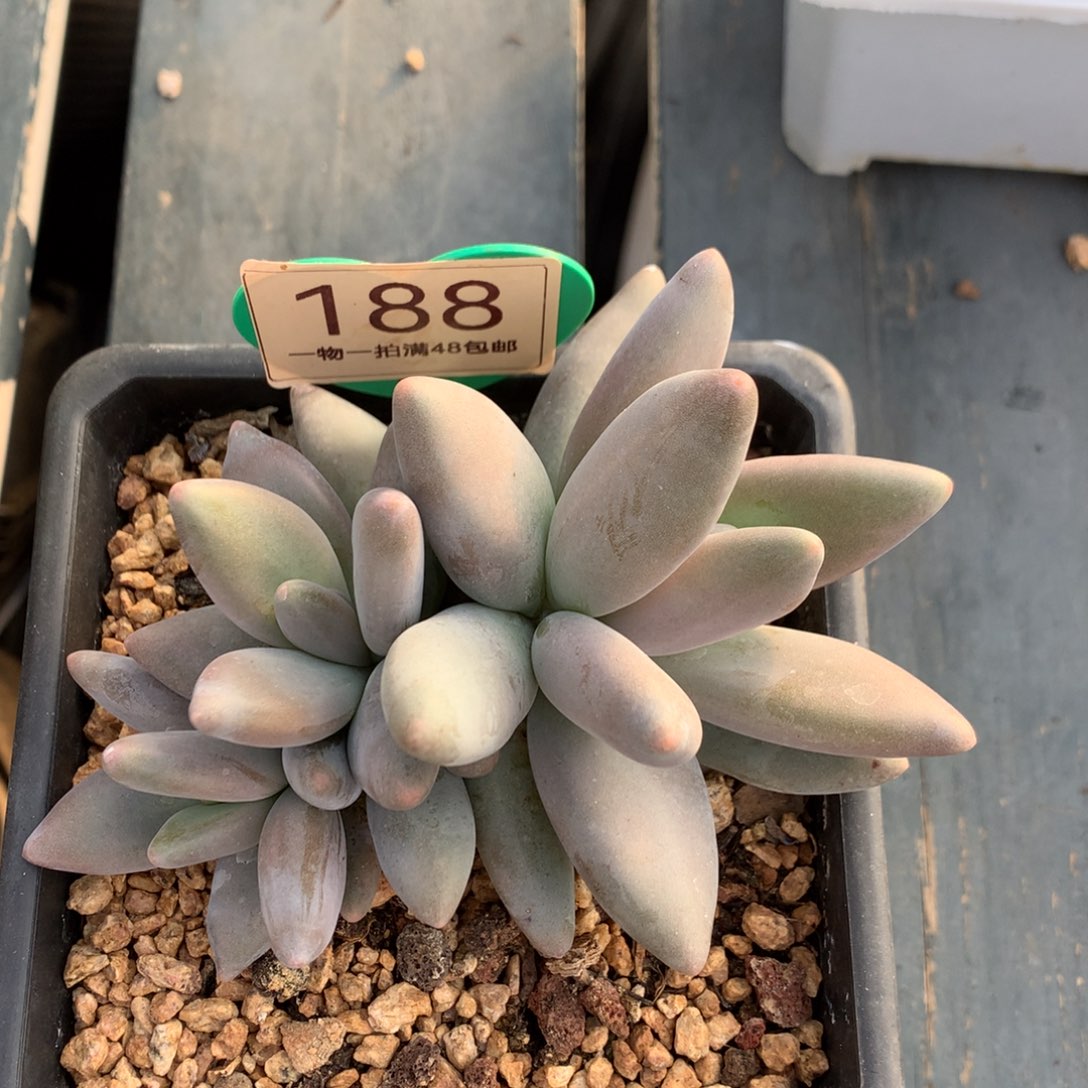 企鹅无砍开播福利188