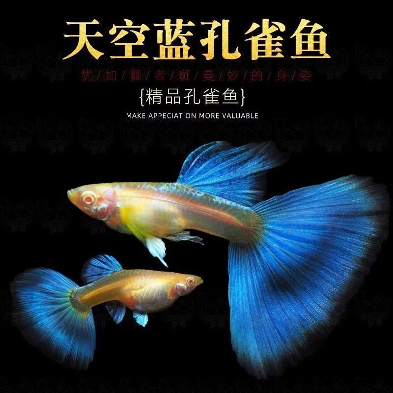 【天空蓝】蓝白孔雀鱼纯种耐活观赏鱼凤尾胎生纯种热带小型淡水好养