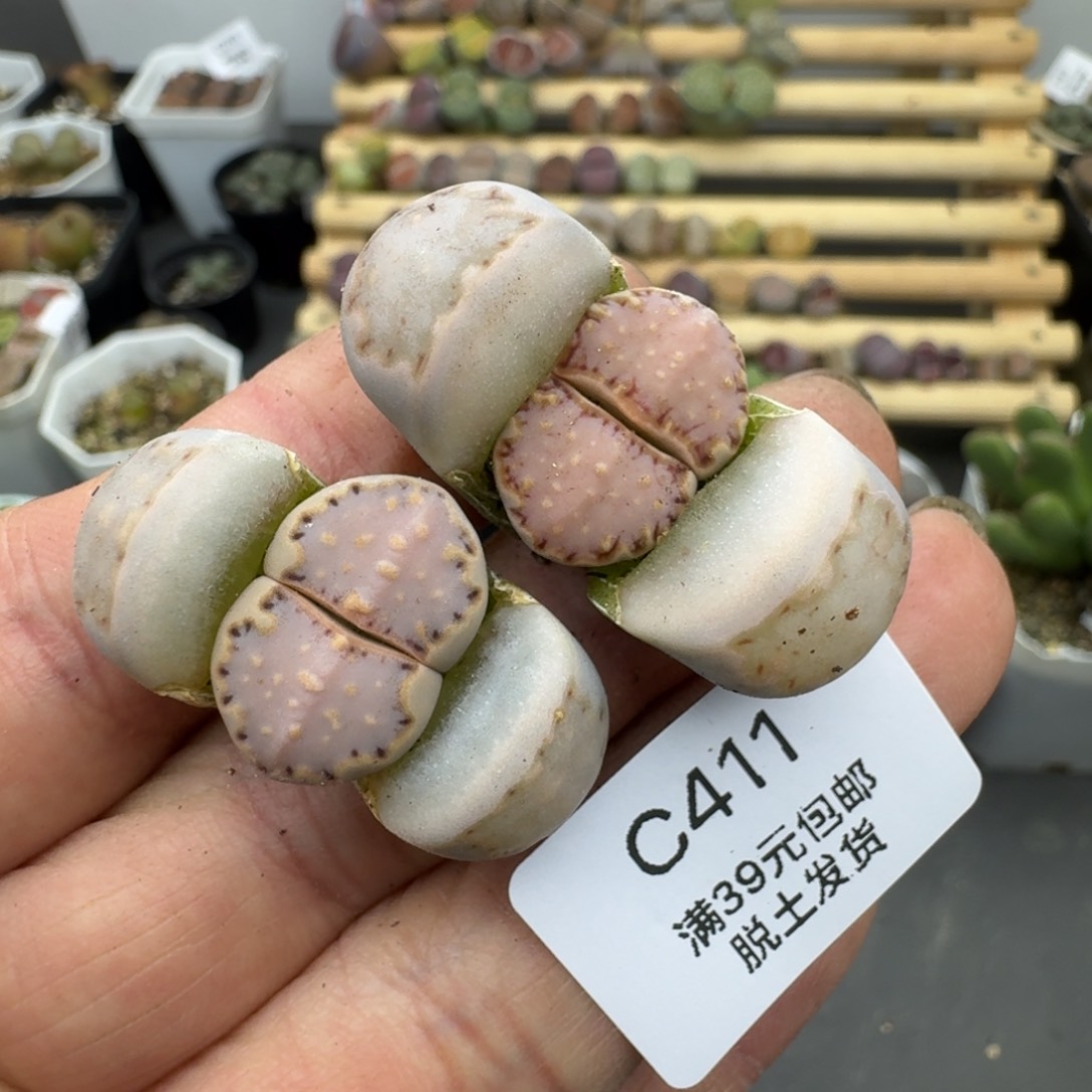 411哈哈哈哈哈哈哈哈