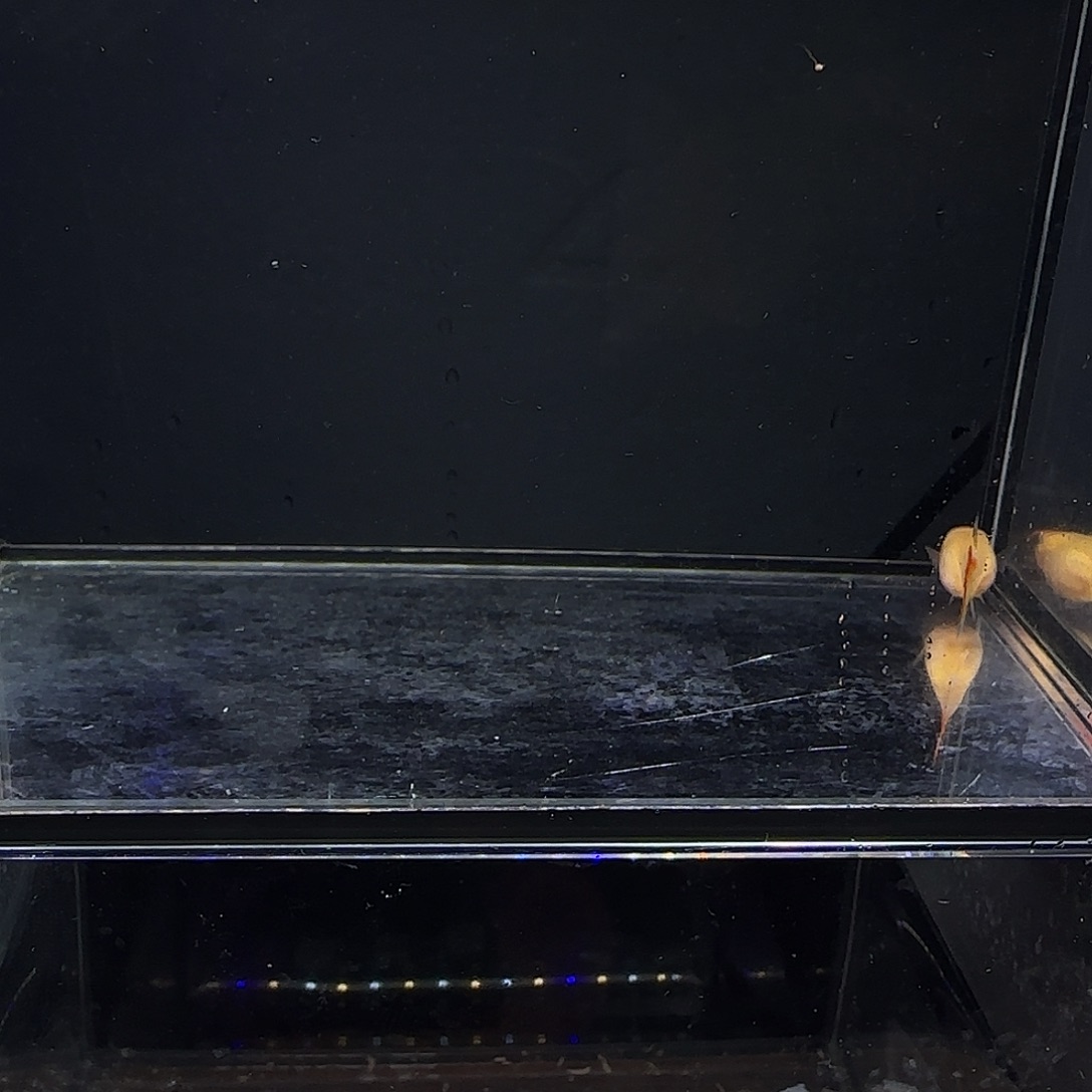 孔雀鱼深海蓝玻璃猫一对