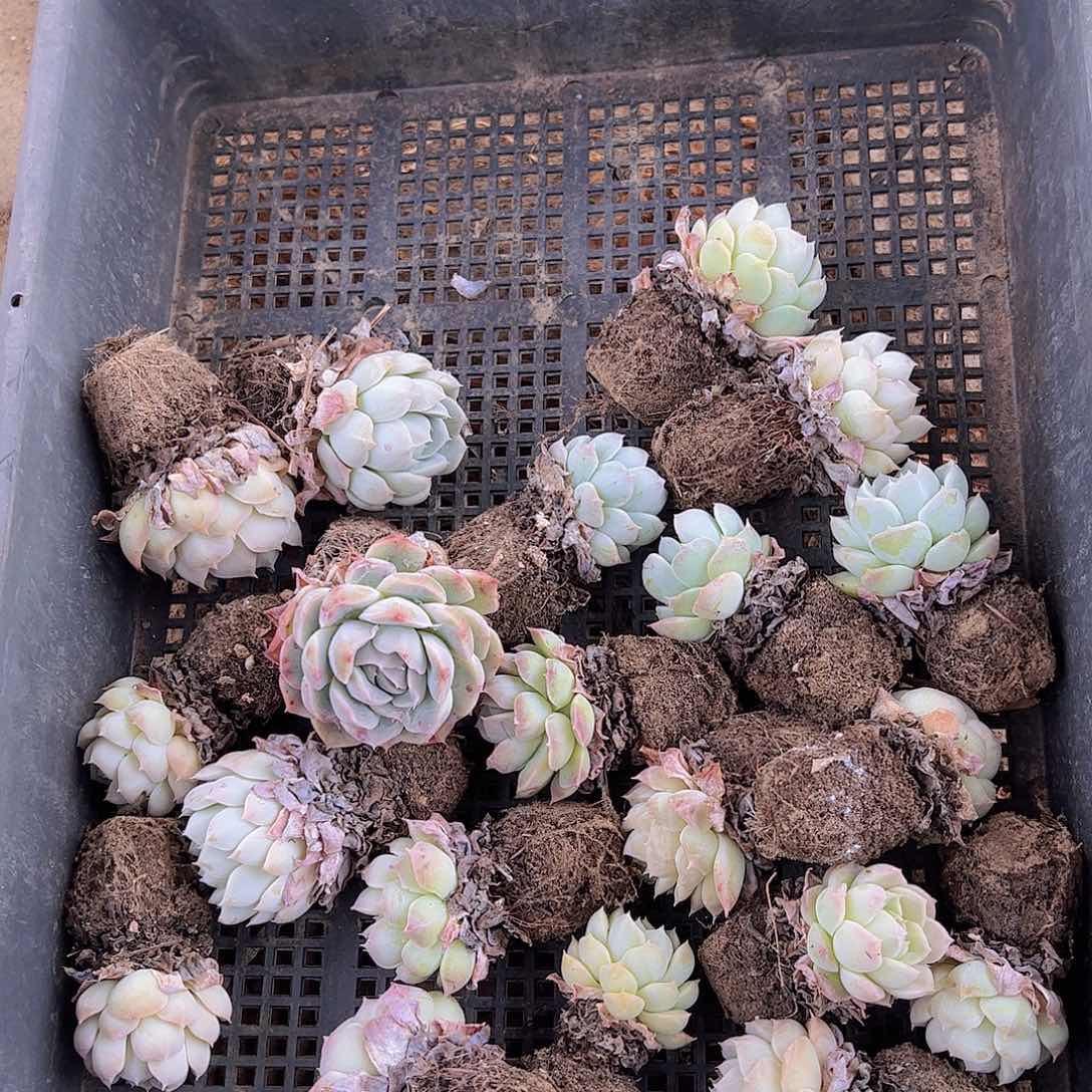 直播福利一物一拍34