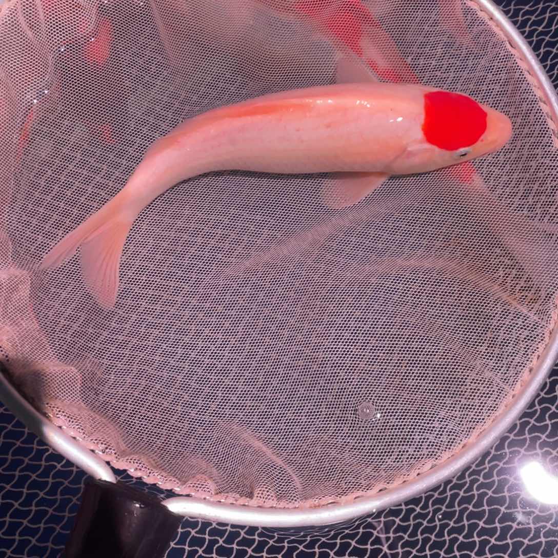 锦鲤单顶，满顶正圆