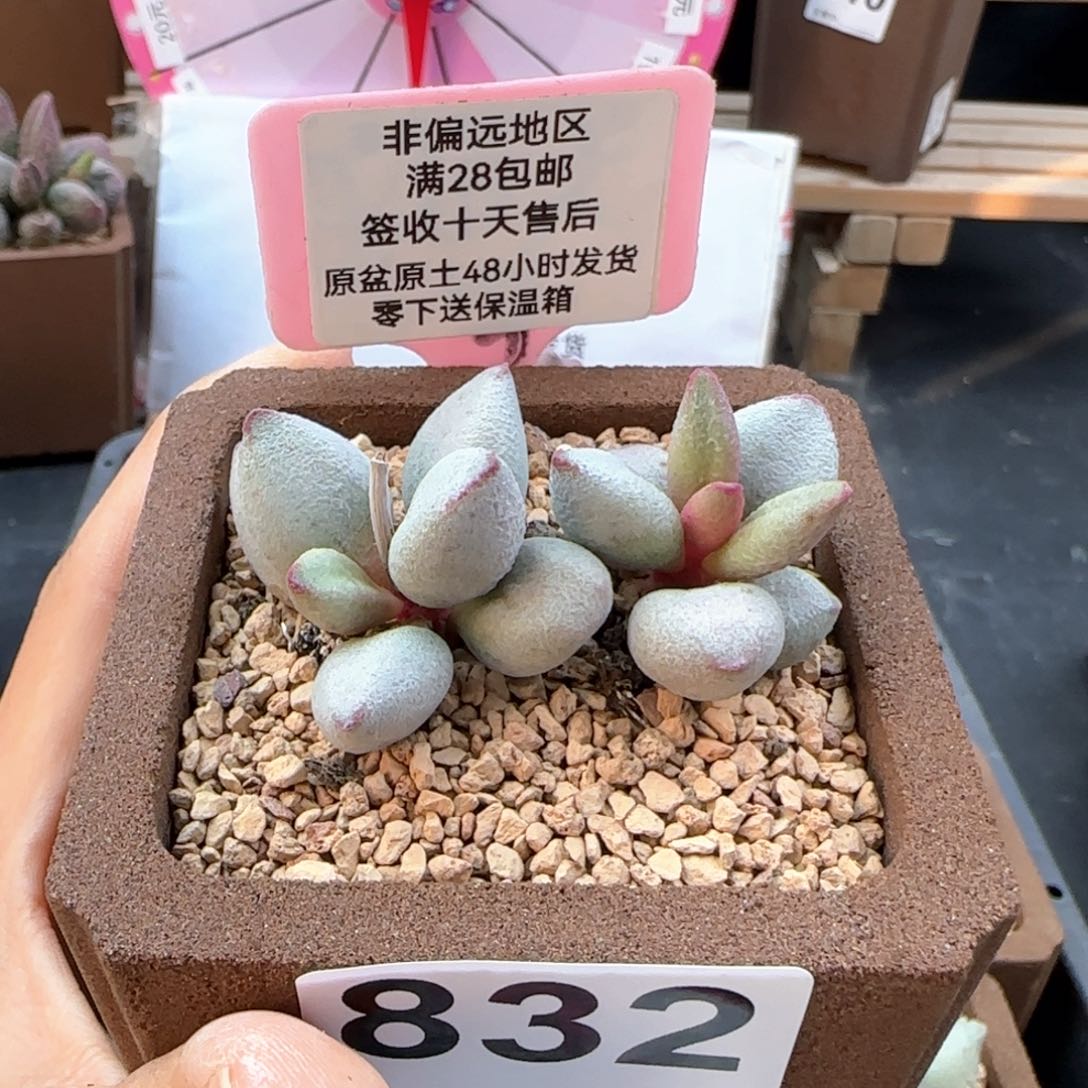 832白糖豆多肉植物