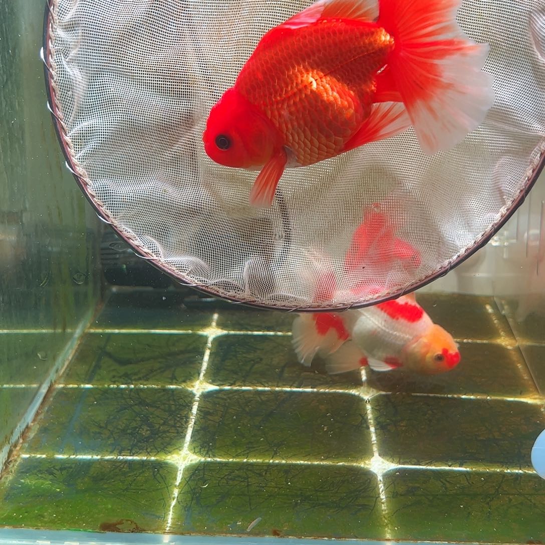 金鱼百褶泰狮亚成15