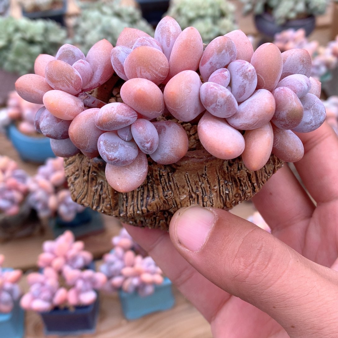 粉兔6头自然群一物一拍整群