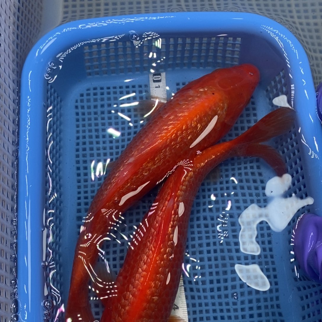 锦鲤冷水锦鲤包邮