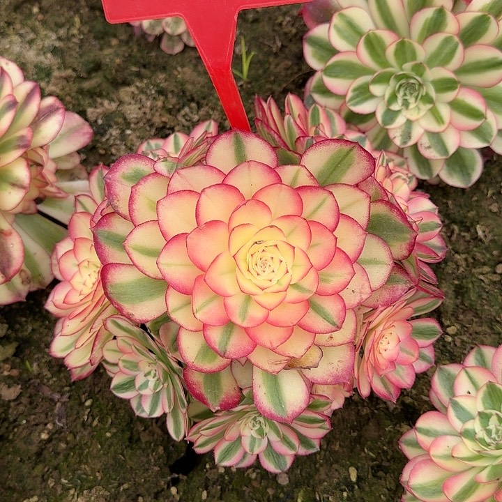 4-65荔枝多肉法师