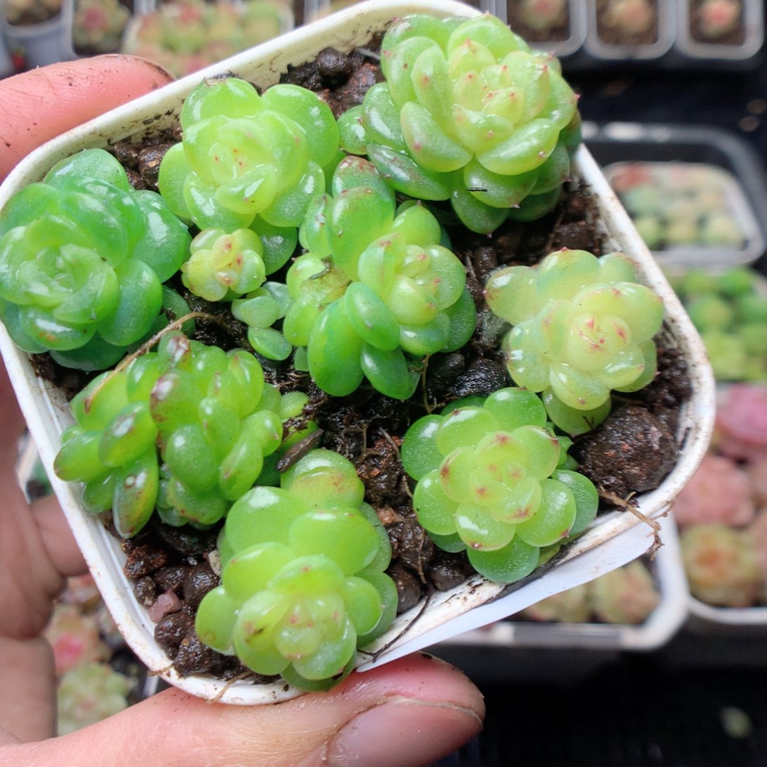 无花朵Q17。yyyyyyyy