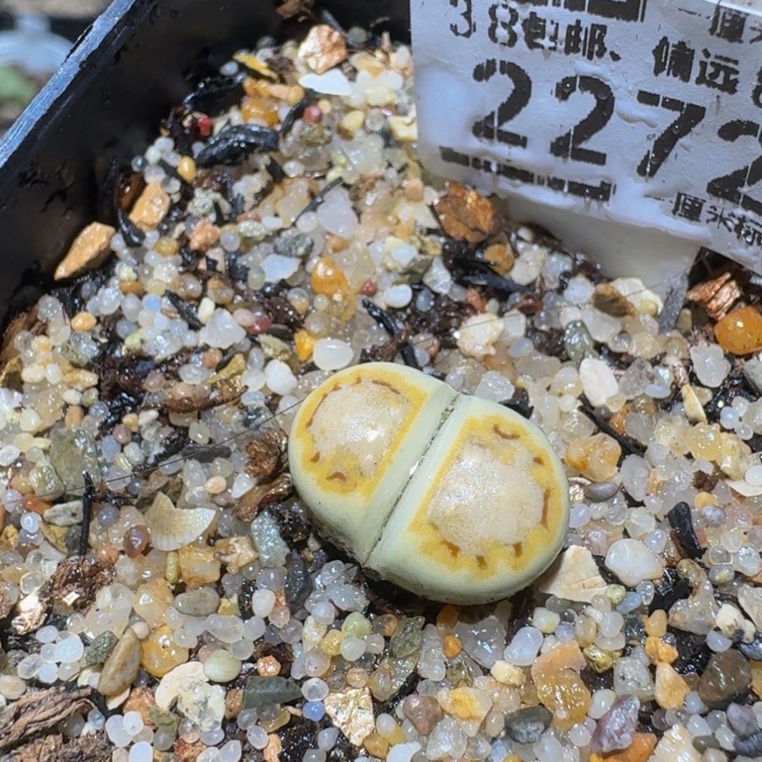 zzzz生石花肉锥2272