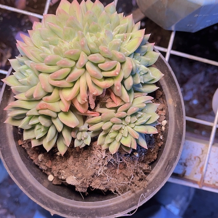 上***）在一段很好关系下你要怎么