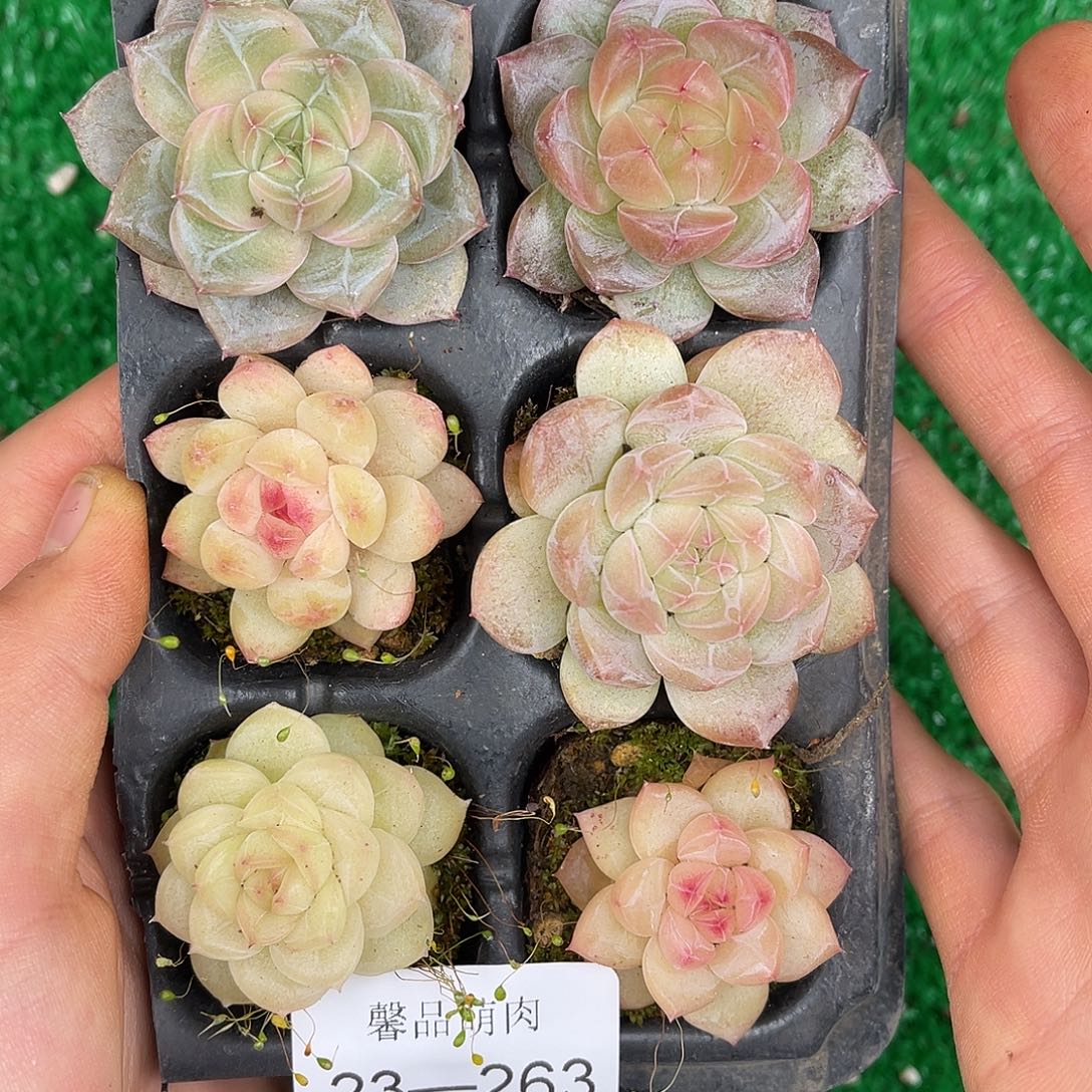 多肉一物一拍23-263