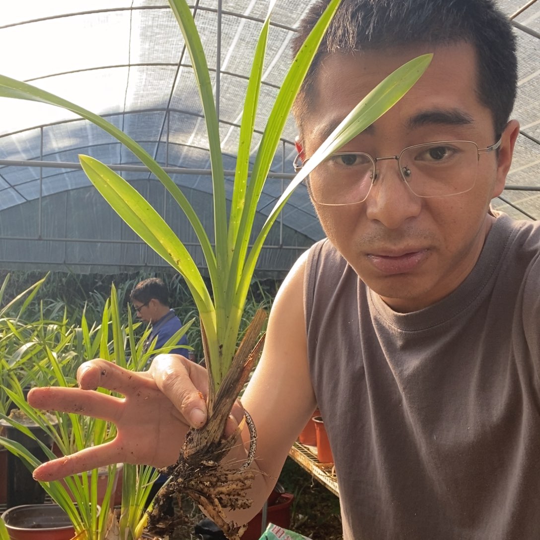 完全开放十五元大黄素