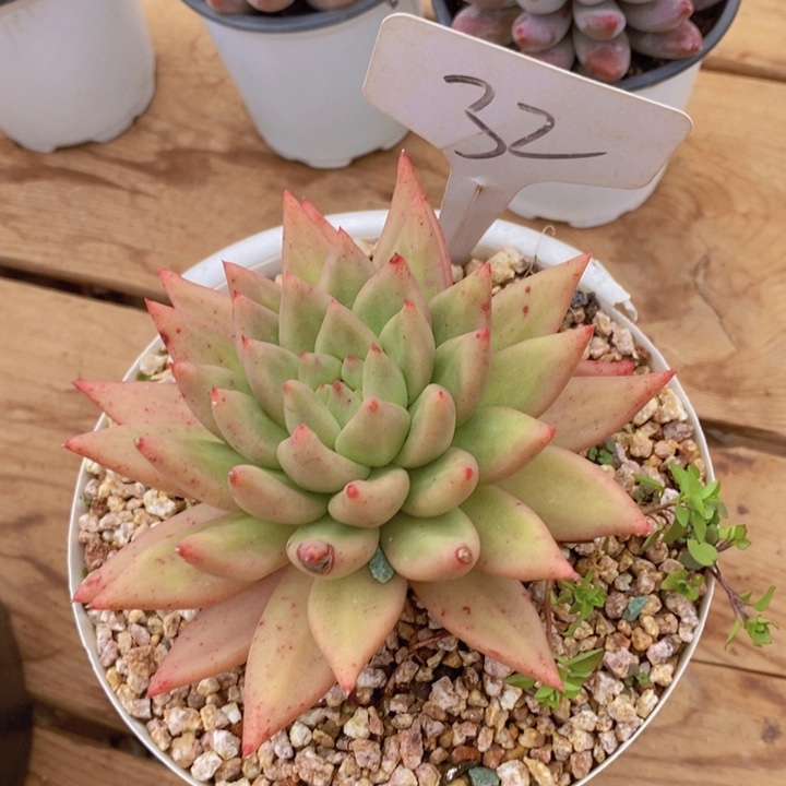 我要的东西不需要任何