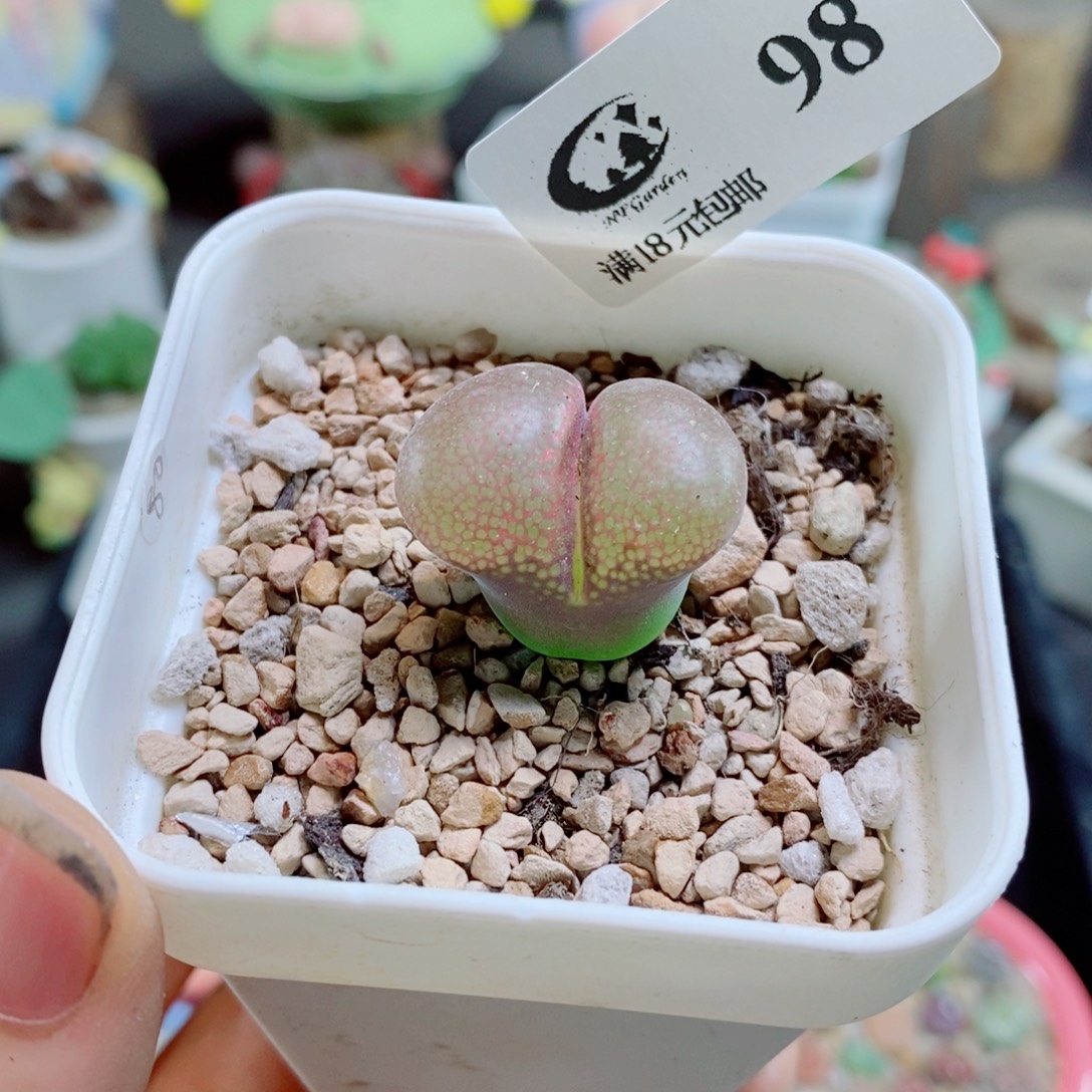 生石花花哈哈哈哈花花98
