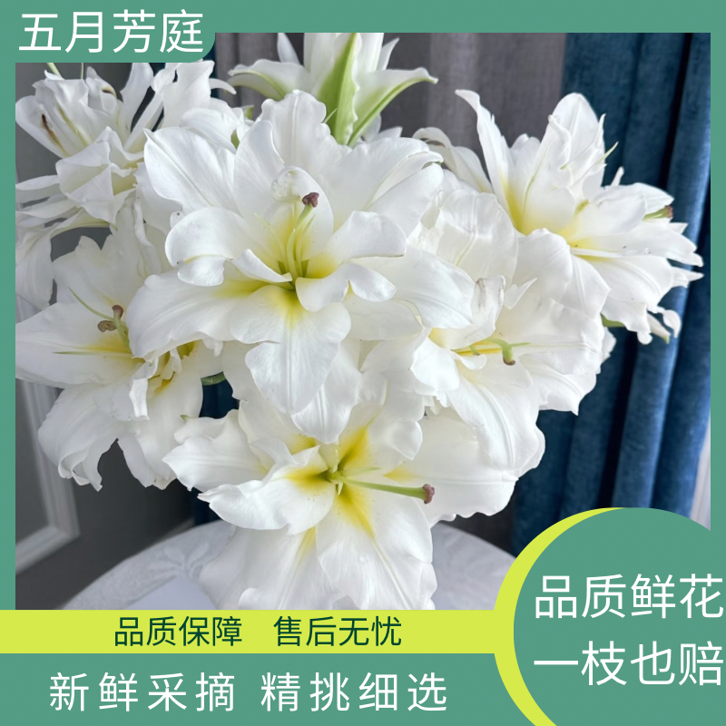 超级两头【暴风雪】重瓣香水百合——花型巨大百合香水百合