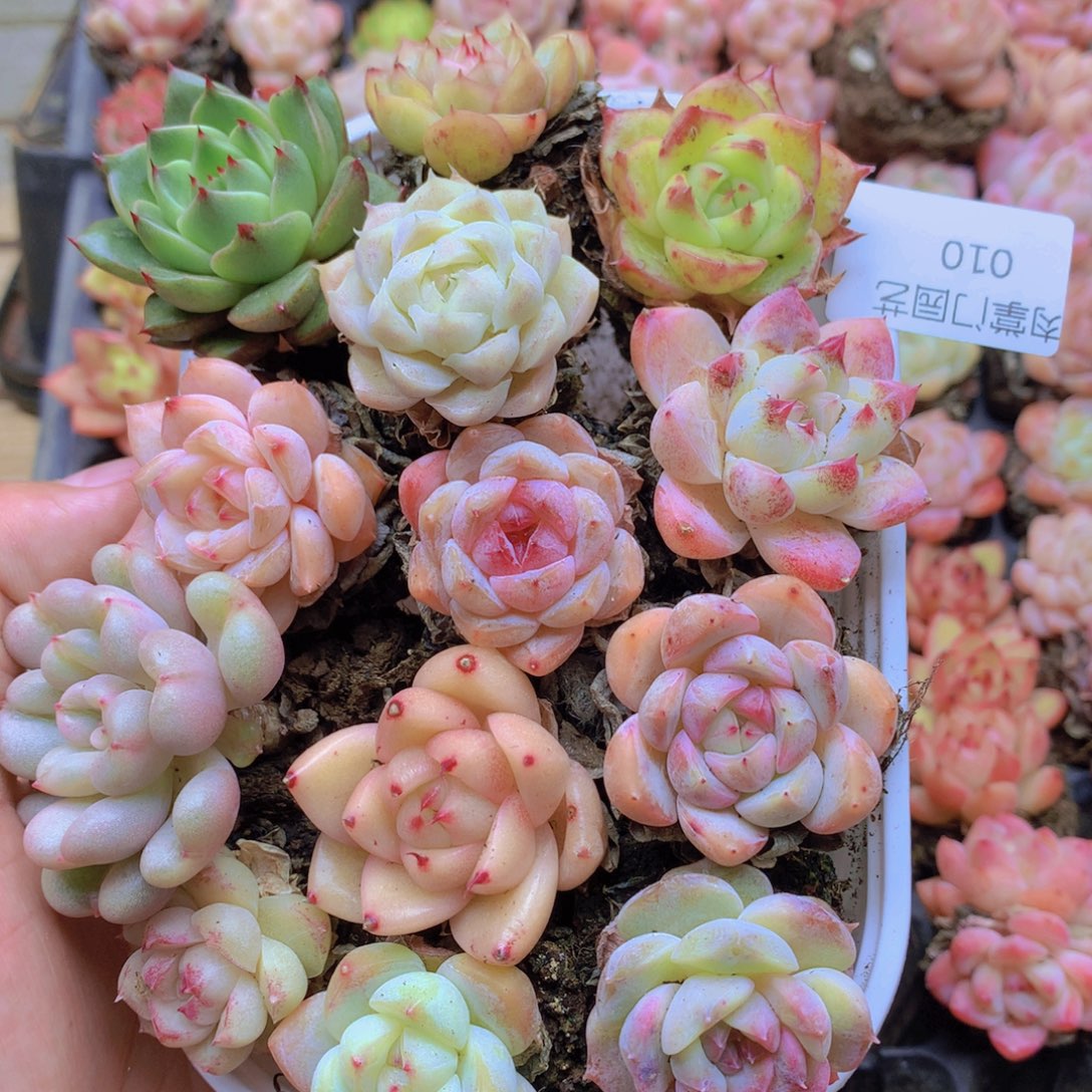 我要去看你了啊010