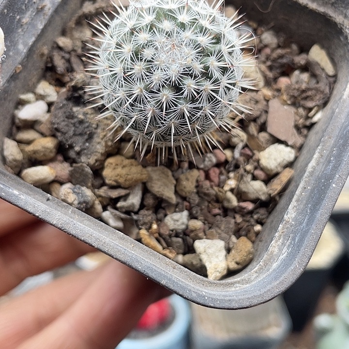 实生白王丸一颗包邮