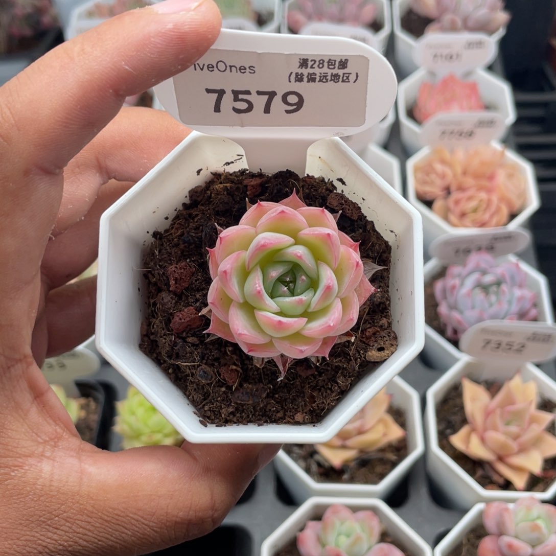 7579水晶玫瑰3.5厘米