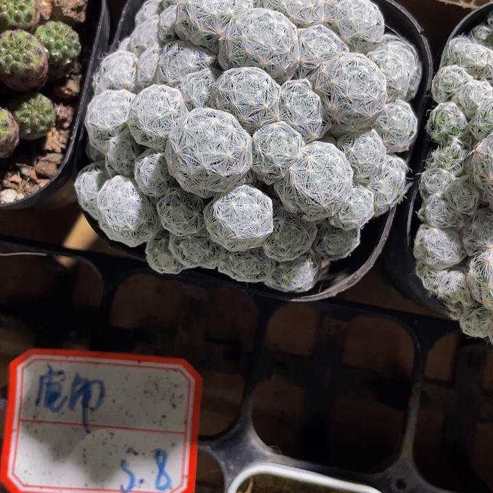 伊丽莎白刺球群带盆土发货