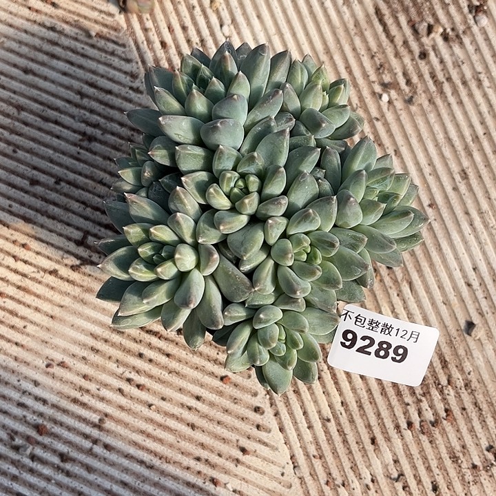 阿雅园艺。        9289落雪美人