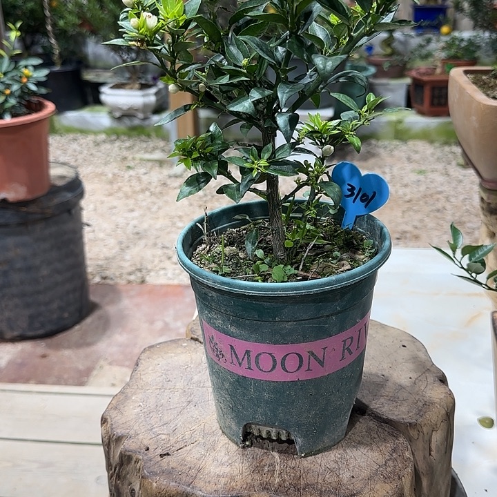 D***D直播间八房柑一物一拍