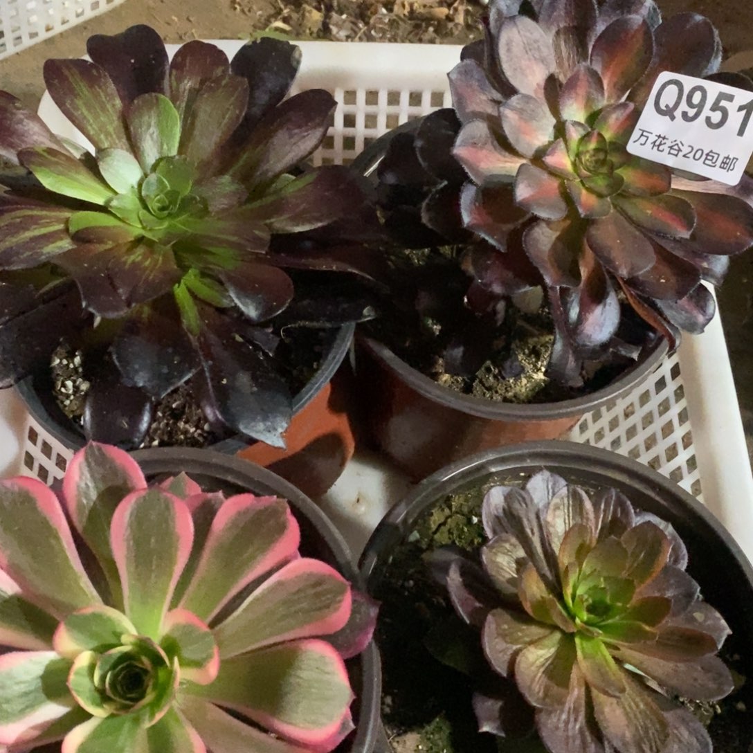 951四棵组合量拍多肉