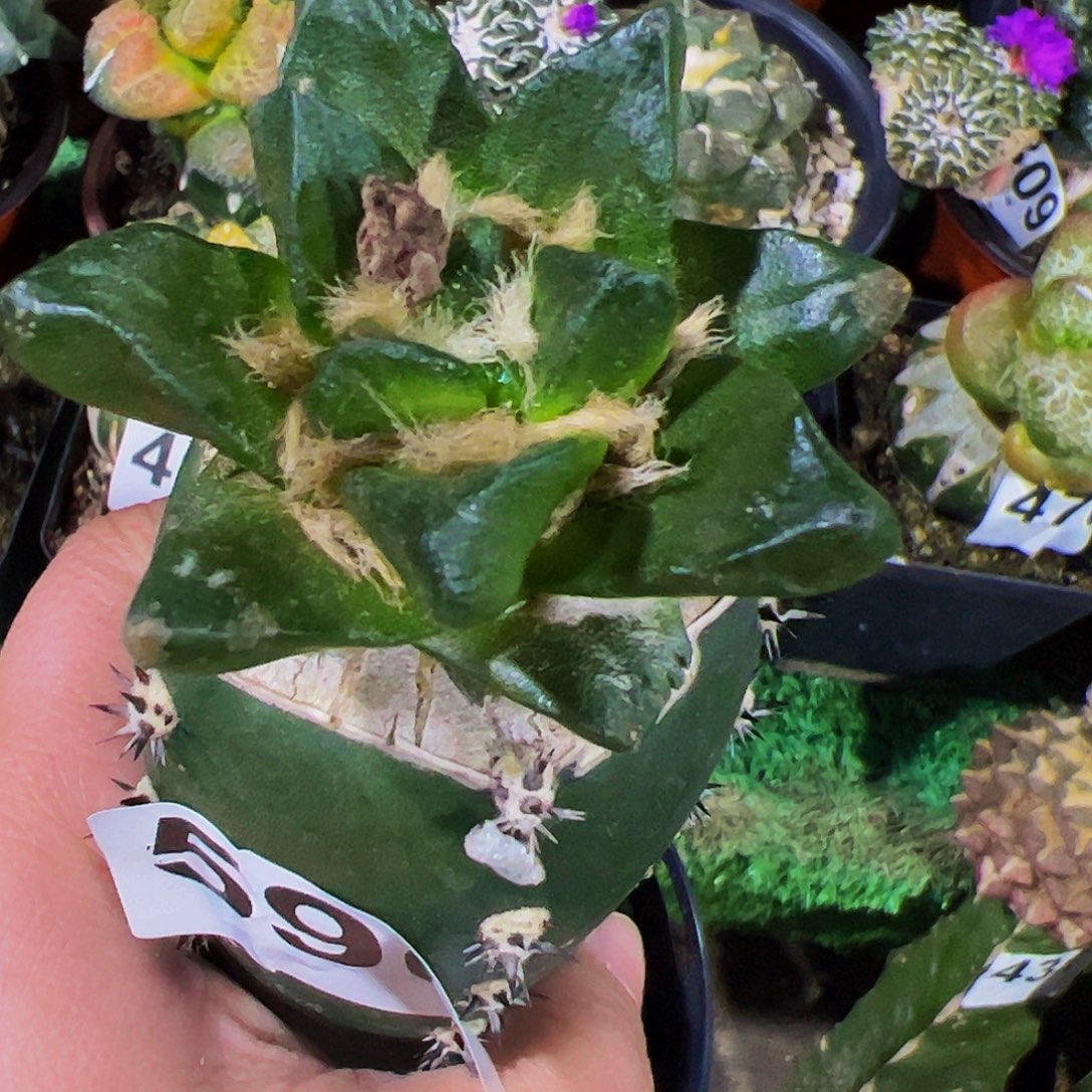 无花朵短宽尤龙角牡丹590