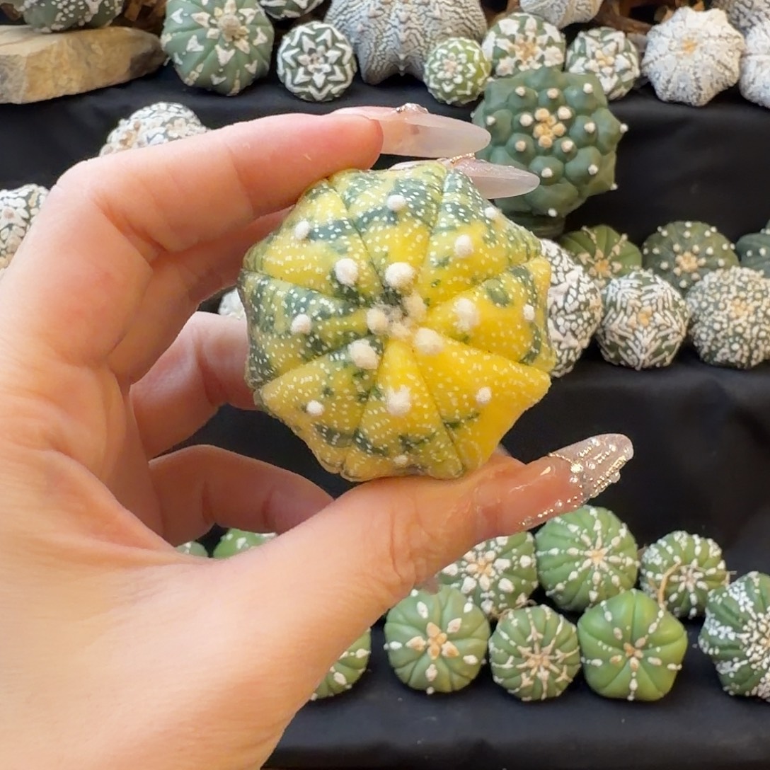 崭***命仙人球专拍福利不退换