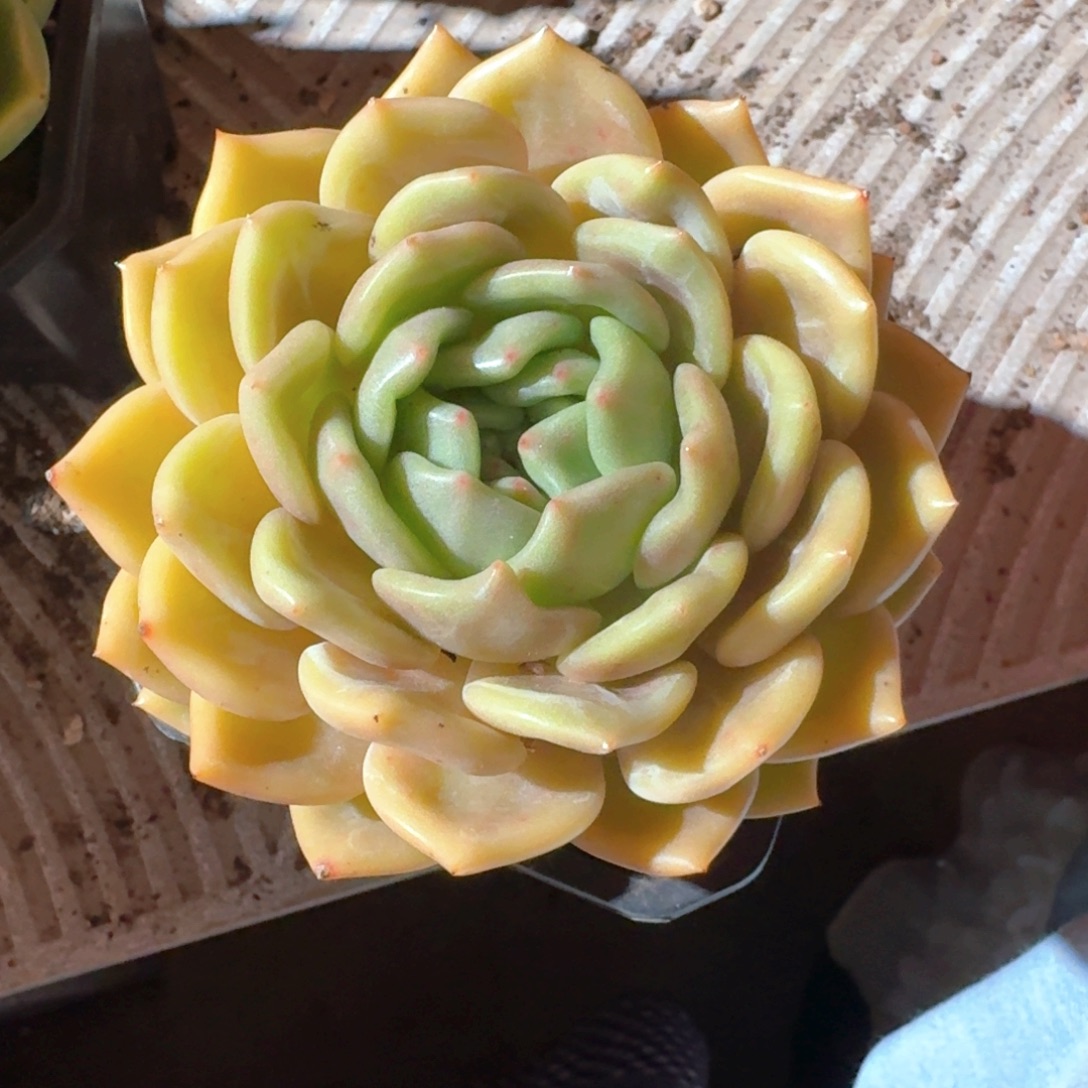 大气多肉（38包邮偏远地区128包邮