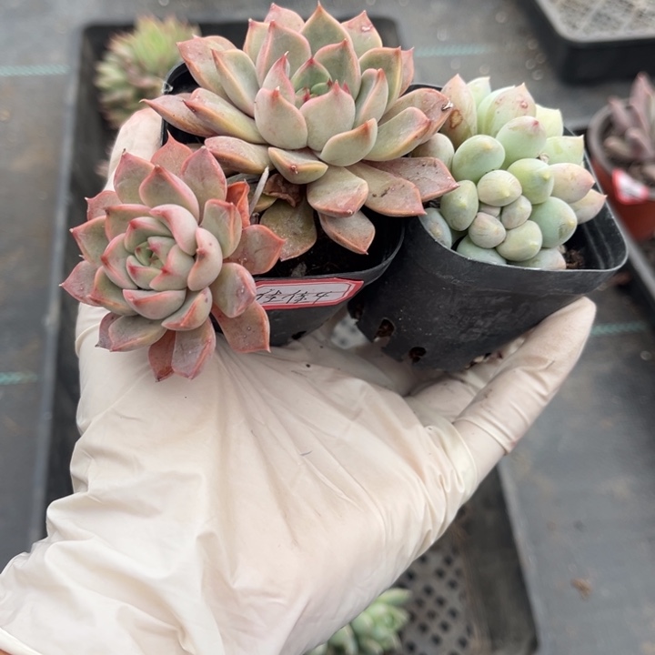 ****࿐玫瑰夫人明珠一颗