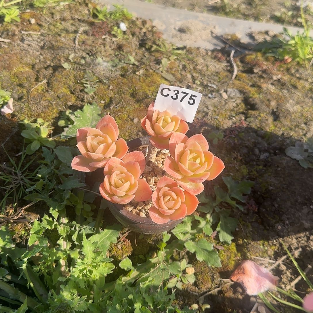 游***手精品多肉一物一拍375