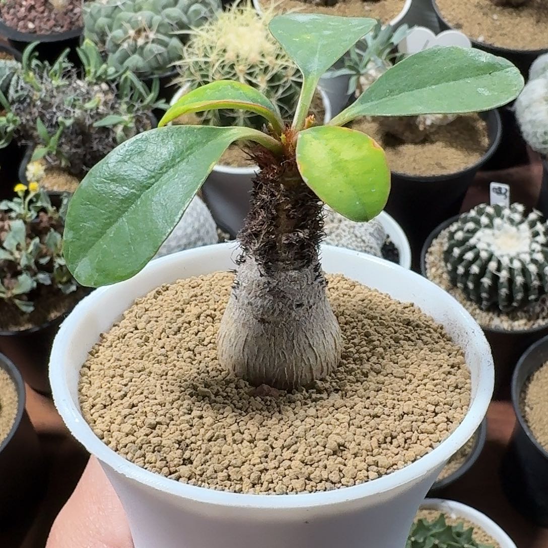 象鼻大戟仙人球1234