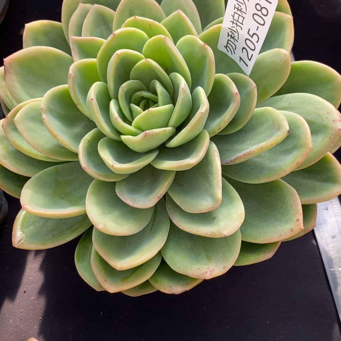 勿秒拍秒退1205-81柠檬茶