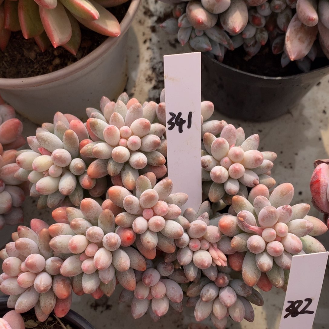 婴儿手指uwuuwuwuweuej