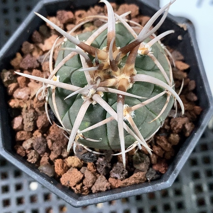 孤品实生顶级粗刺碧岩光琳玉72号