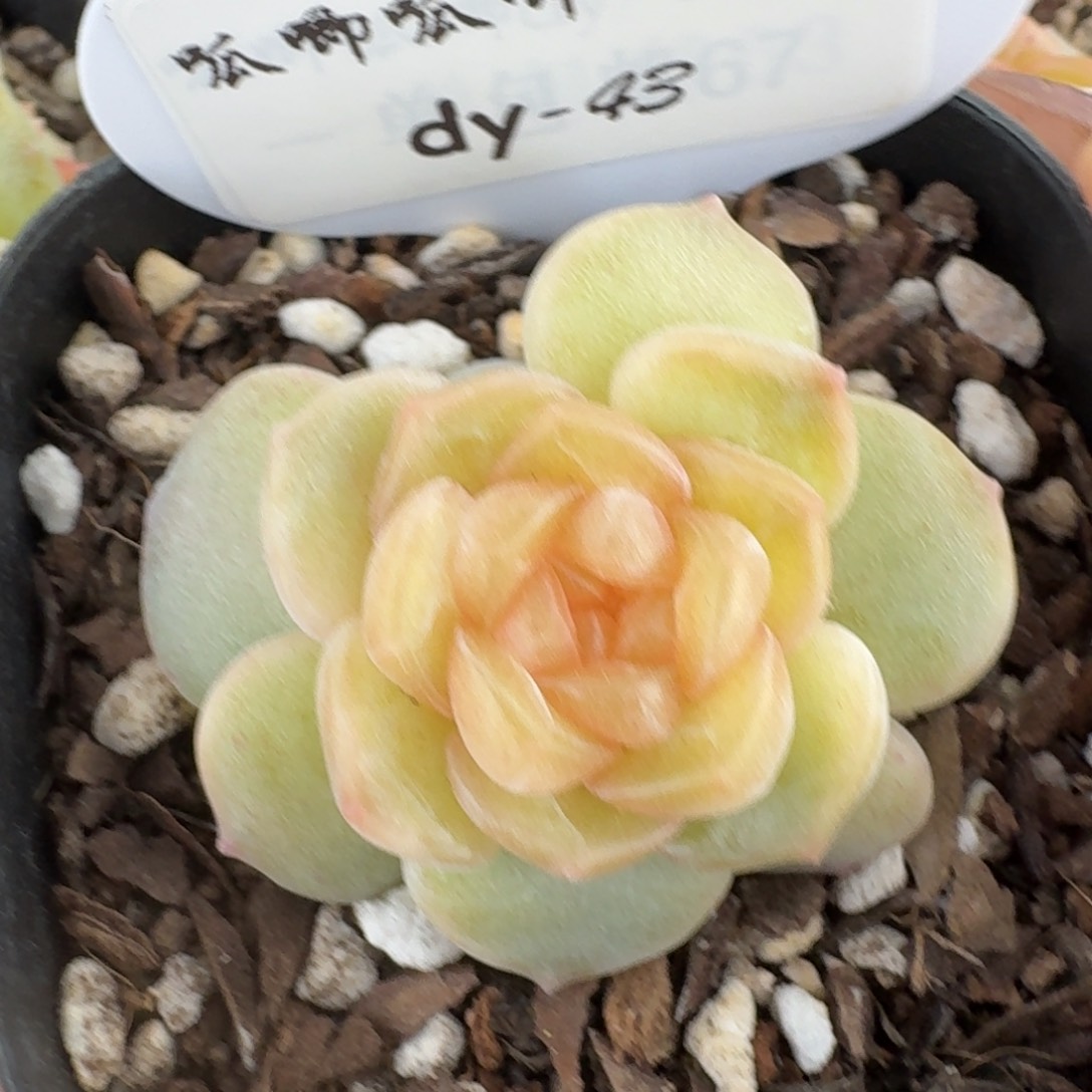 0221-043-蟹黄堡带崽