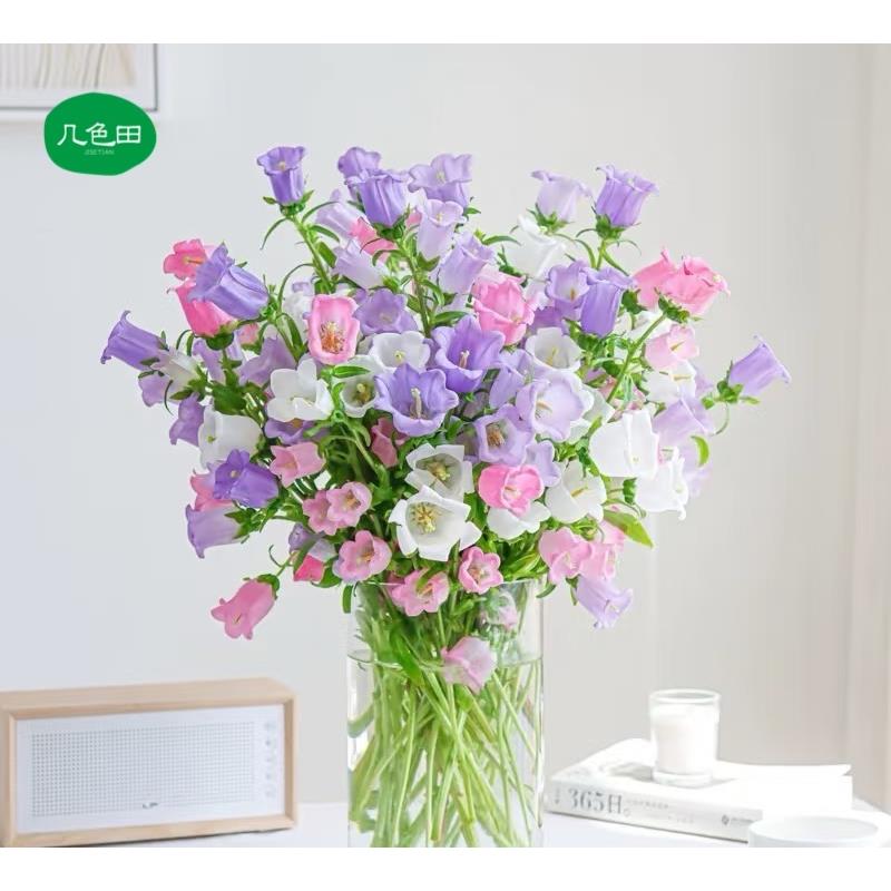 混色风铃----风铃云南直发鲜花云南花插花鲜花 