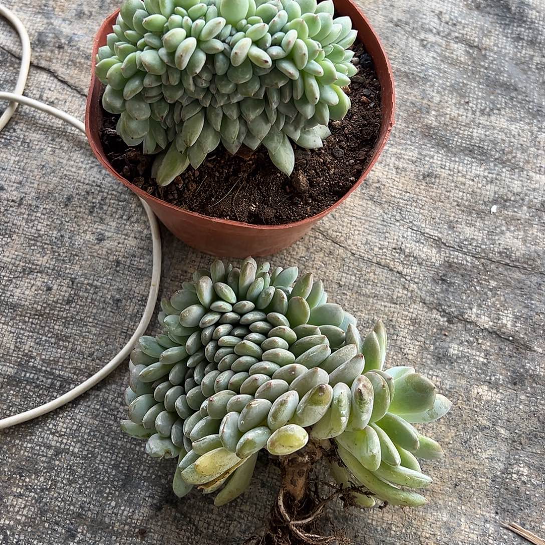 *****珠珠星影缀480+680超粉986