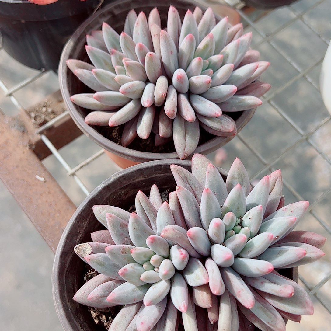 虞美人双头起发精品特价