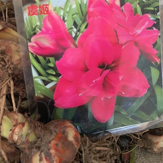 当前无花栽培后可以开花虞姬6厘米裸根球
