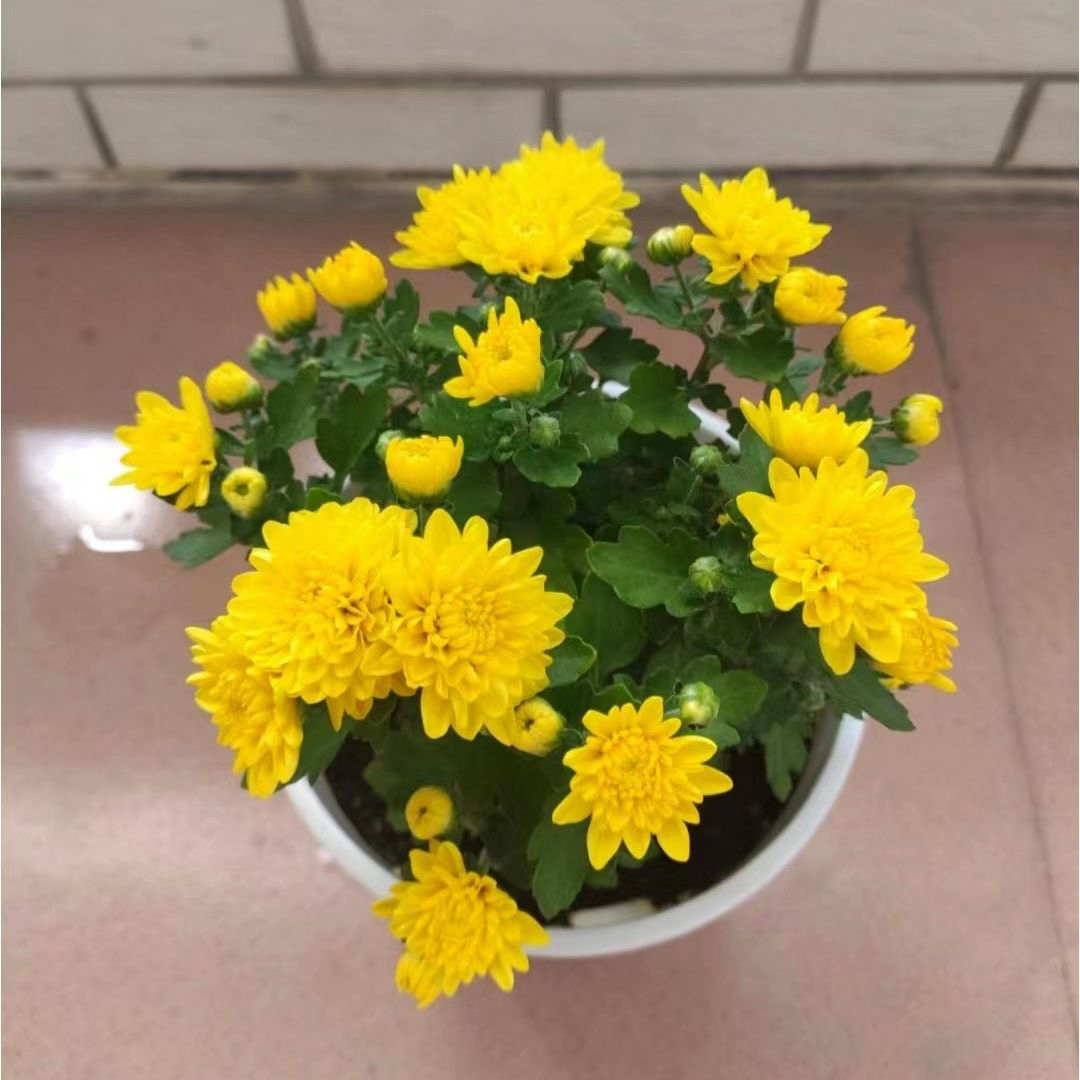 金黄色月月菊，四季荷兰菊，常年开花，带花苞