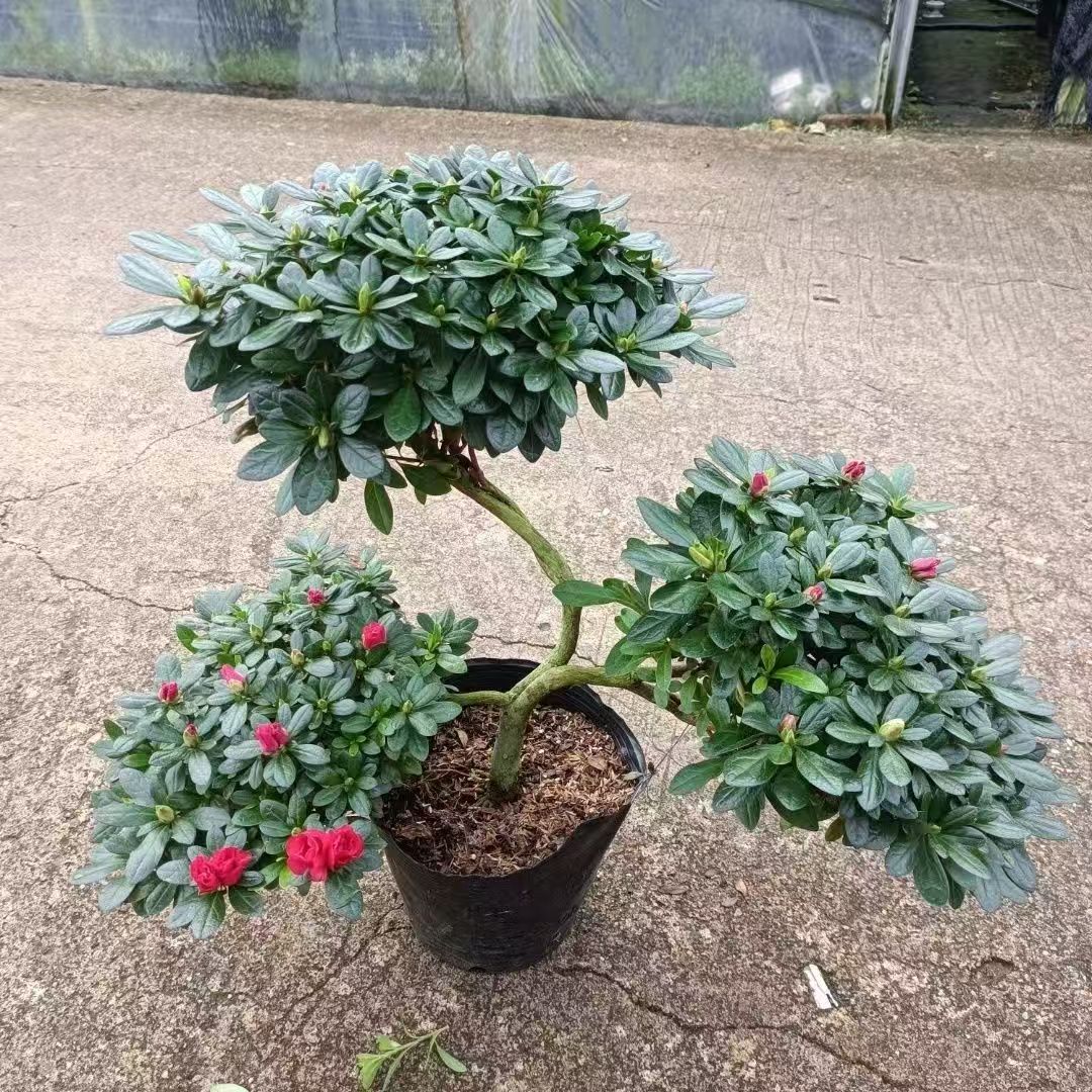 【元宝杜鹃】四季开花带花苞杜鹃花盆栽室内外好养易活花卉绿植